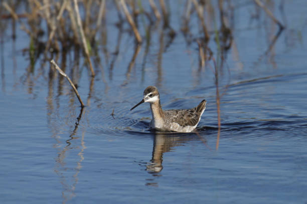 istock Wilson's Phalarope (male) (phalaropus tricolor) swimming in a grassy pond 1494713220