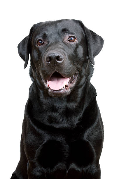 istock Black Labrador Retriever with open mouth 149471582