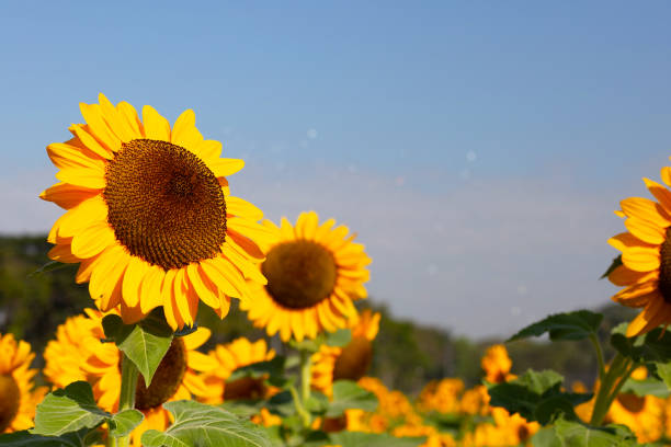 istock Sunflower field with blue sky. Beautiful summer landscape. 1494715850