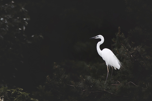 Bird egret sitting on a pine tree branch and beautiful black and white contrast harmony and beautiful ecological natural scenery