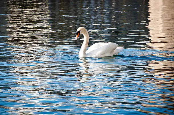 White swan swimming in the lake