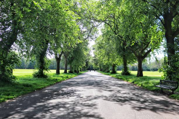 istock Summer vibes. Tree shadow in the morning 1494717684