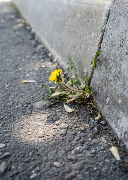 istock A dandelion sprouted through concrete is a conceptual force of nature. A dandelion grows through a crack in an asphalt concrete road. the flower grows through the asphalt. 1494717685
