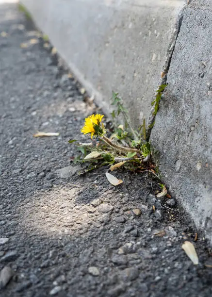 Photo of A dandelion sprouted through concrete is a conceptual force of nature. A dandelion grows through a crack in an asphalt concrete road. the flower grows through the asphalt.