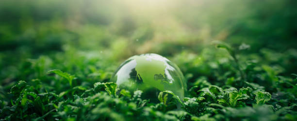 Crystal ball on moss in green forest - environment concept Ecology and Sustainable Environment of the World