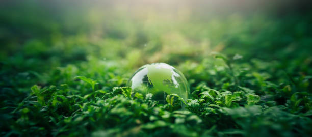 istock Crystal ball on moss in green forest - environment concept Ecology and Sustainable Environment of the World 1494718863
