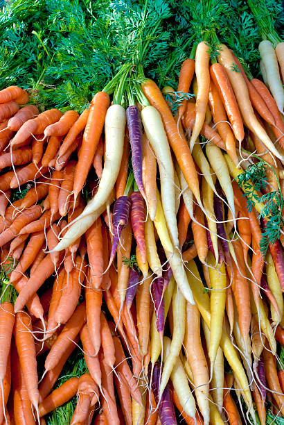 istock Assortment of Carrots arranged for sale 149471929
