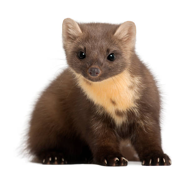 istock European Pine Marten sitting against white background 149471980