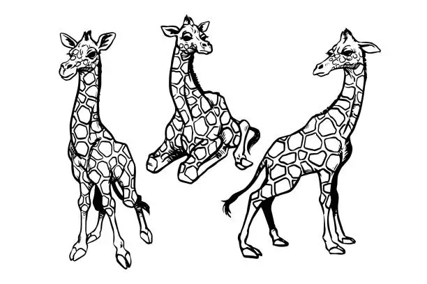 Vector illustration of Baby Giraffe Illustration