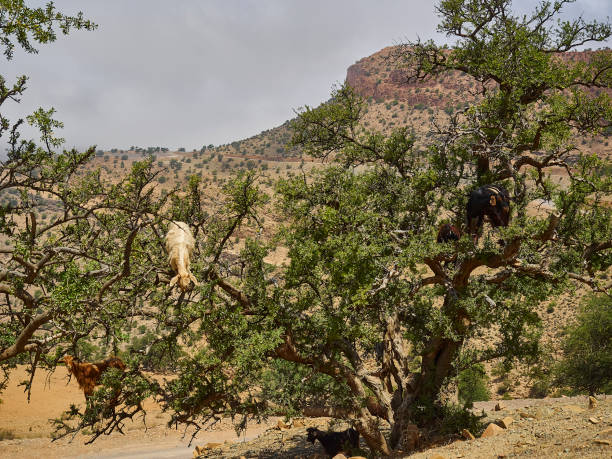 istock goats standing and climbing in a argan oil tree. 1494720293
