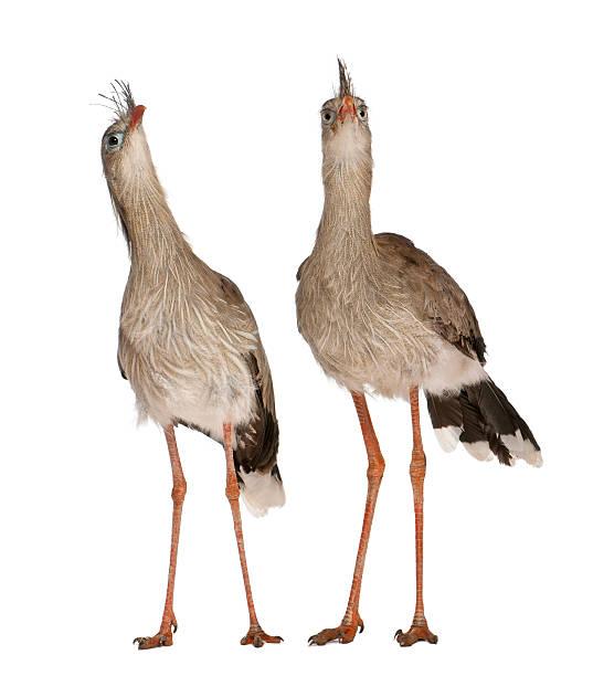 istock Male and Female Red-legged Seriema 149472091