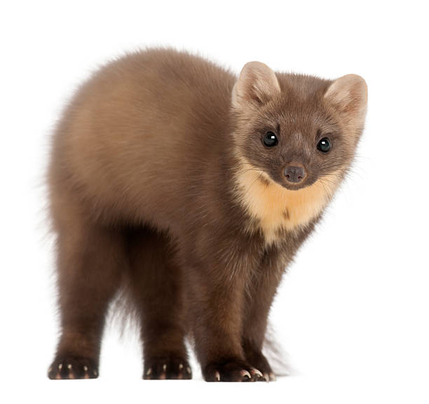 istock European Pine Marten standing against white background 149472095