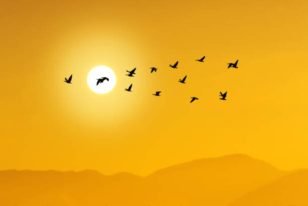 istock Yellow sky on sunset or sunrise with flying birds panoramic view 1494721900