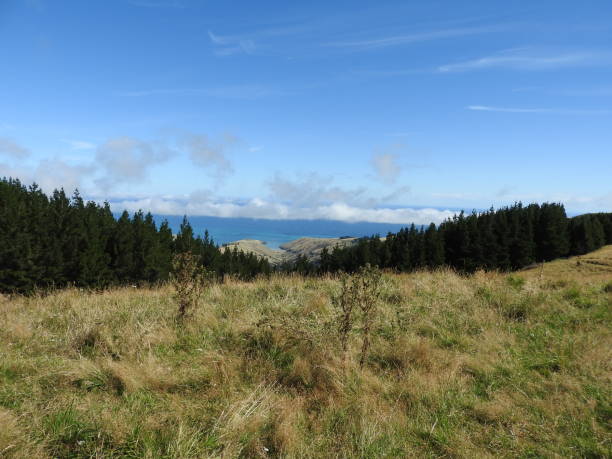 istock New Zealand 1494722143