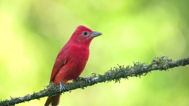 istock close front view of a male summer tanager perched on a branch 1494722354