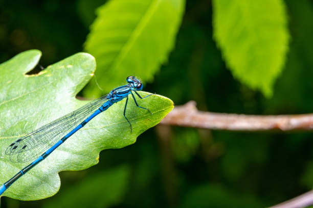 Macro shot of azure damselfly dragonfly on green leaf in forest