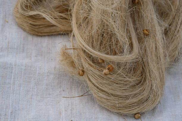 istock Flax seeds, and flax tow on linen cloth. 1494727512