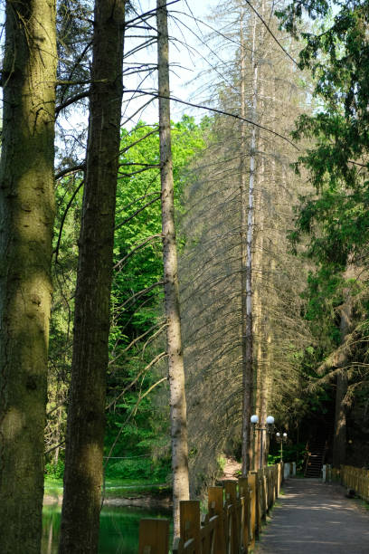 istock Dry fir trees in the forest reserve.  Climate change concept. 1494727523