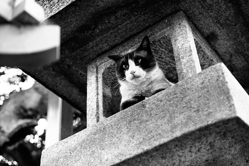 Image of a cat sitting in a stone lantern