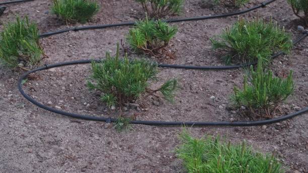 istock Modern Watering System Piping Hose Coil for Garden Decorative Dwarf Pine Shrubs 1494729156