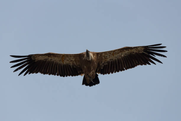 istock Gyps fulvus (Griffon Vulture) flying with spread wings and blue sky background in Alcoy, Spain 1494732017