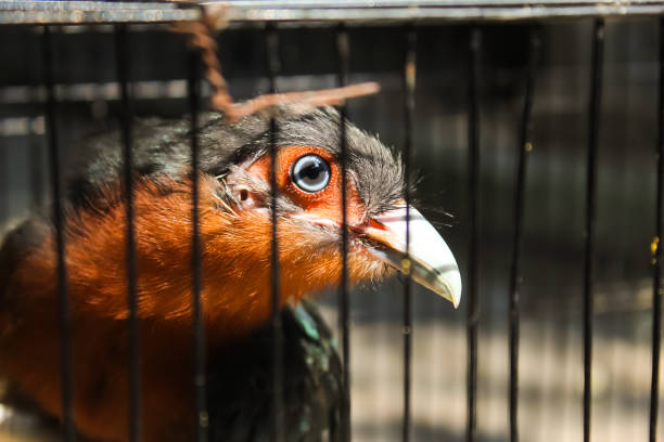 istock Chestnut-breasted Malkoha (Phaenicophaeus curvirostris), in a cage 1494732264