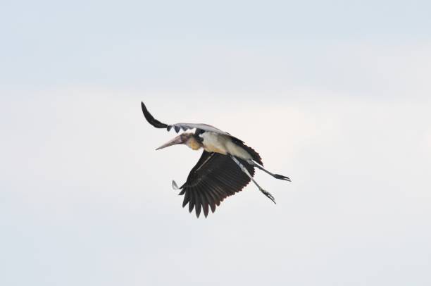 istock Tongtong Stork 1494732323