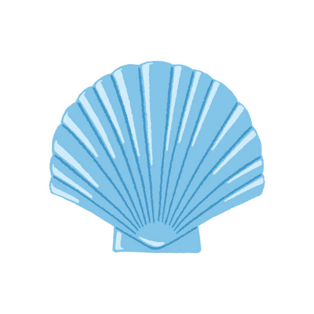 Blue Scallop blue scallop illustration. Vector tracing. scallop stock illustrations