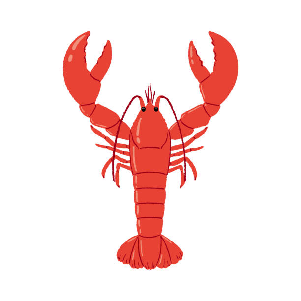 illustrations, cliparts, dessins animés et icônes de homards - homard