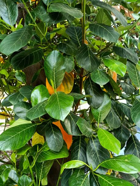 istock Close up of jackfruit plant green leaves 1494733285