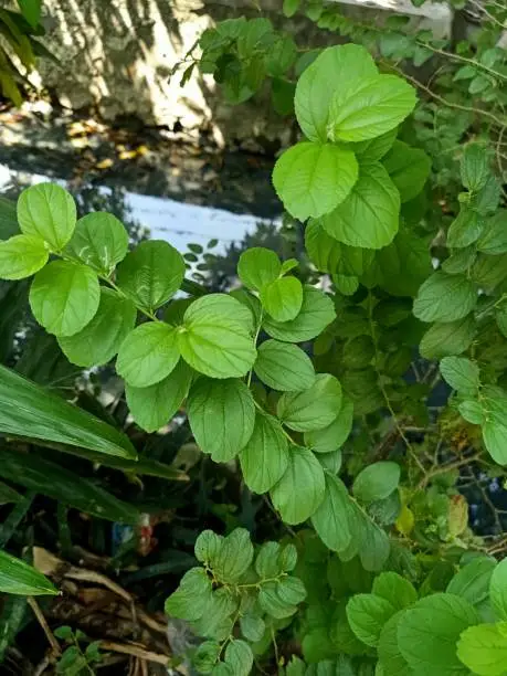 Close up of blueblossom plant