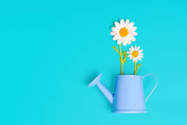 istock Daisies in a Blue Toy Watering Can on a Blue Background 1494733374