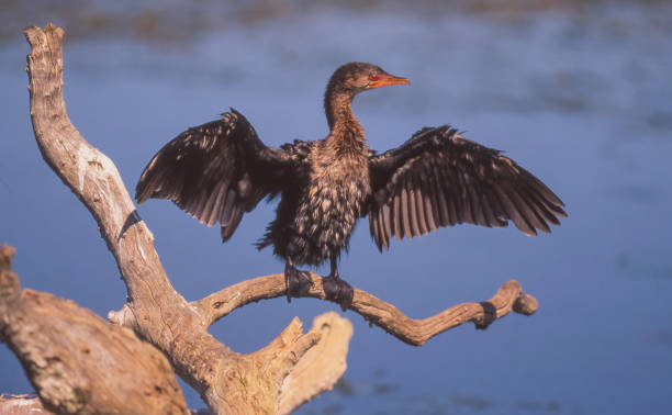 Reed Cormorant Drying WIngs A reed cormorant (Microcarbo africanus) in the Wilderness section of the Garden Route National Park in South Africa. phalacrocorax africanus stock pictures, royalty-free photos & images