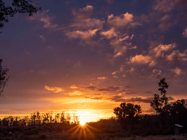 istock Big trees silhouette by sunrise 1494734770
