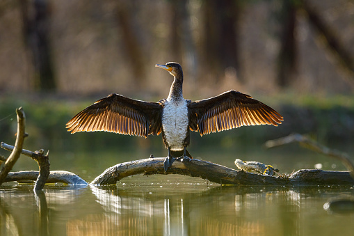 Cormorant in wilderness of the Werra River