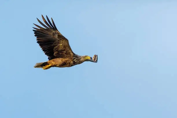 White tailed Sea Eagle in the Danube Delta