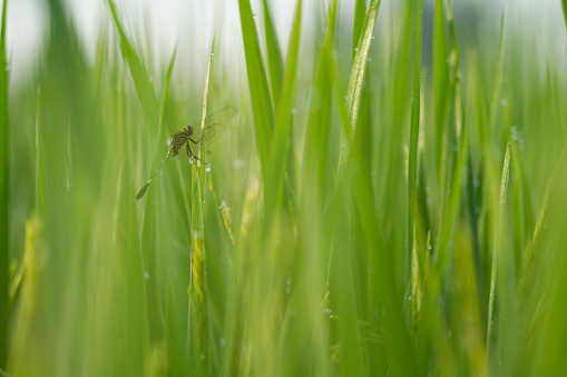 Photo of a dragonfly perched on a rice tree.