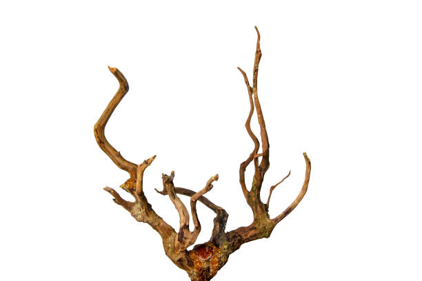 istock Dead driftwood tree stumps for decoration isolated on white background included clipping path. Dry branch 1494738630