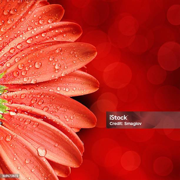 Spring Flower Background Stock Photo - Download Image Now - Abstract, Backgrounds, Day