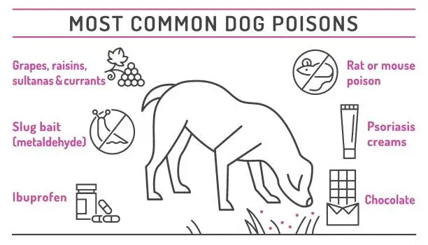 Vector illustration of What is poisonous to dogs. Editable vector illustration