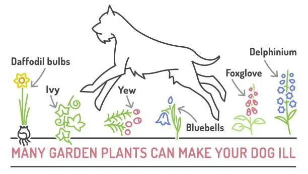 Vector illustration of Garden plants poisonous to dogs. Editable vector poster