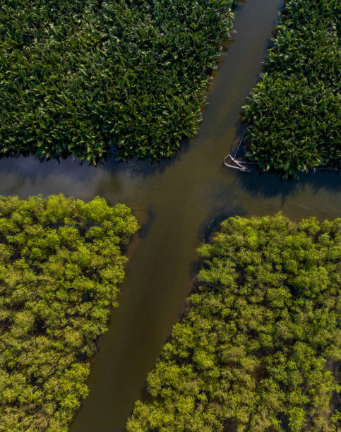 istock Ru Cha mangrove forest, Thua Thien Hue province 1494739261