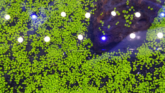 you can see from the top of the aquarium the seeds of aquatic plants that are already thriving