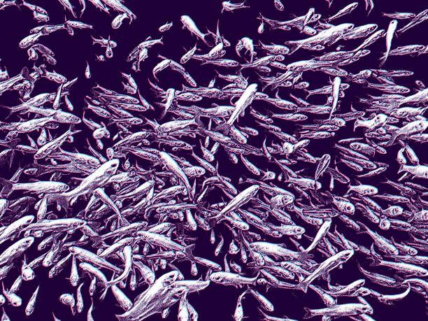istock Large group of minnows in fish tank with Glitch Technique 1494742564