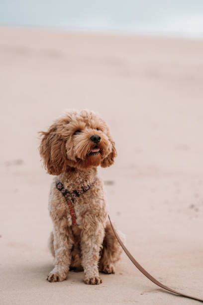 istock Cute puppy sitting on the sand cavoodle 1494742842