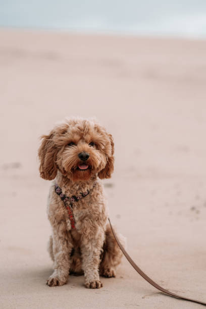 istock Cute puppy looking at the camera sitting on the sand 1494742879