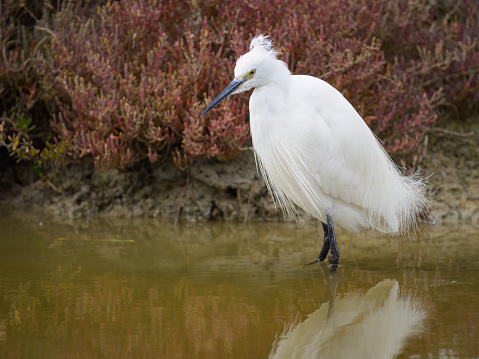 Great egret (Ardea alba) captured in mid-air flying through spring nesting area.\n\nTaken in Moss Landing, California. USA