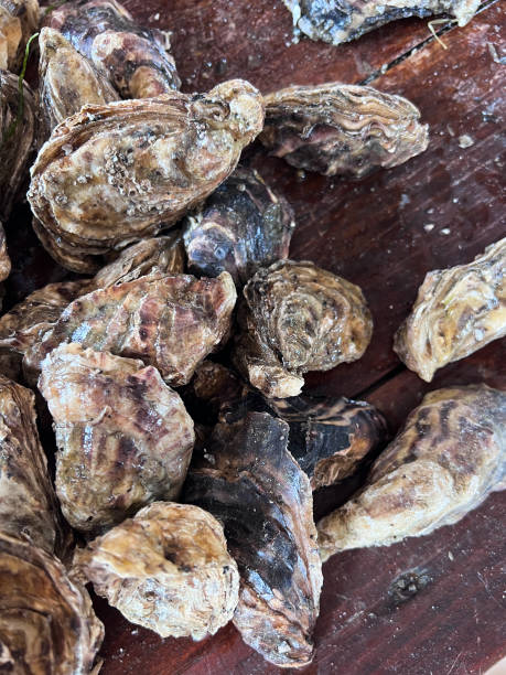 istock Mediterranean seafood. Fresh organic oyster 1494744674