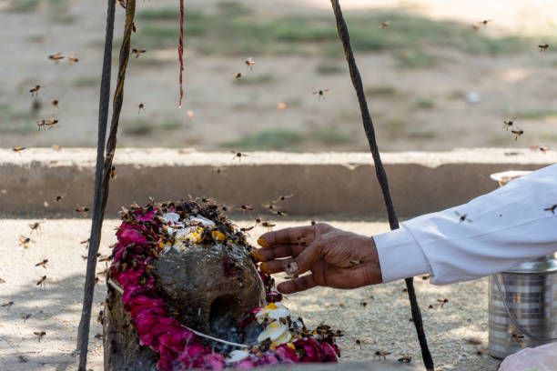 Abhaneri India  march 28 2023, Chand Baori step wellHarshat  religious man prays sitting in front of a small temple with swarm of bees around his hands, Close-up view of the hand surrounded by bees