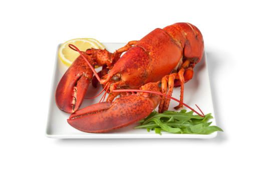 Fresh cooked lobster on a plate with lemon butter sauce on white background